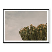 Prickly Pear