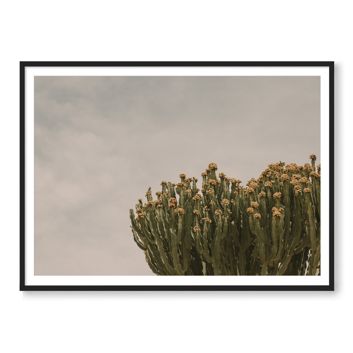 Prickly Pear