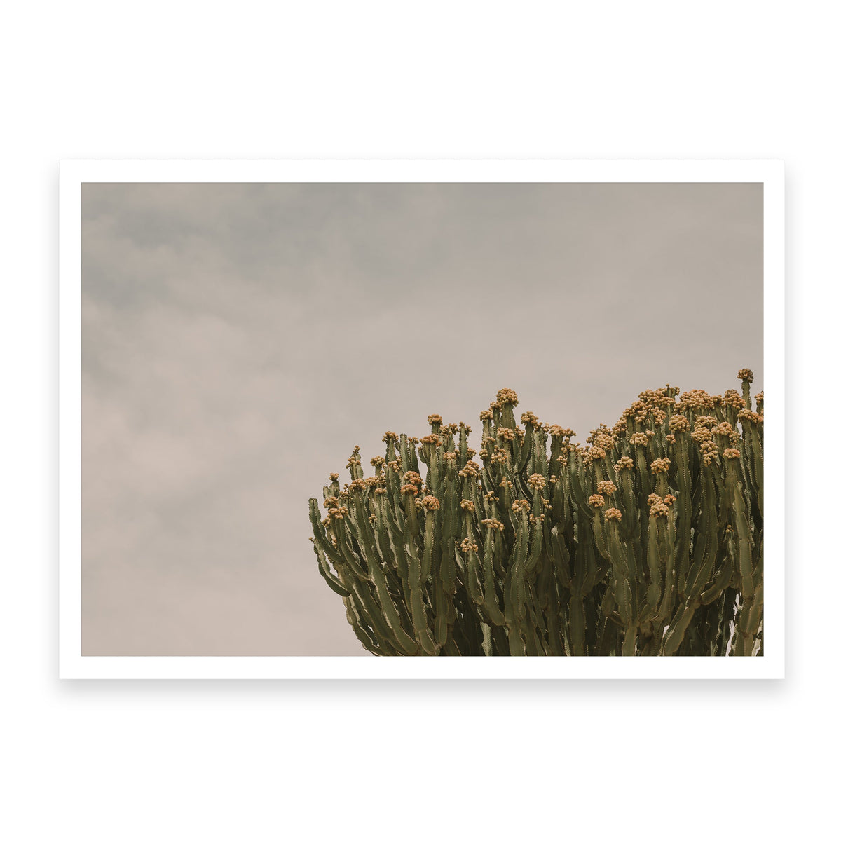 Prickly Pear