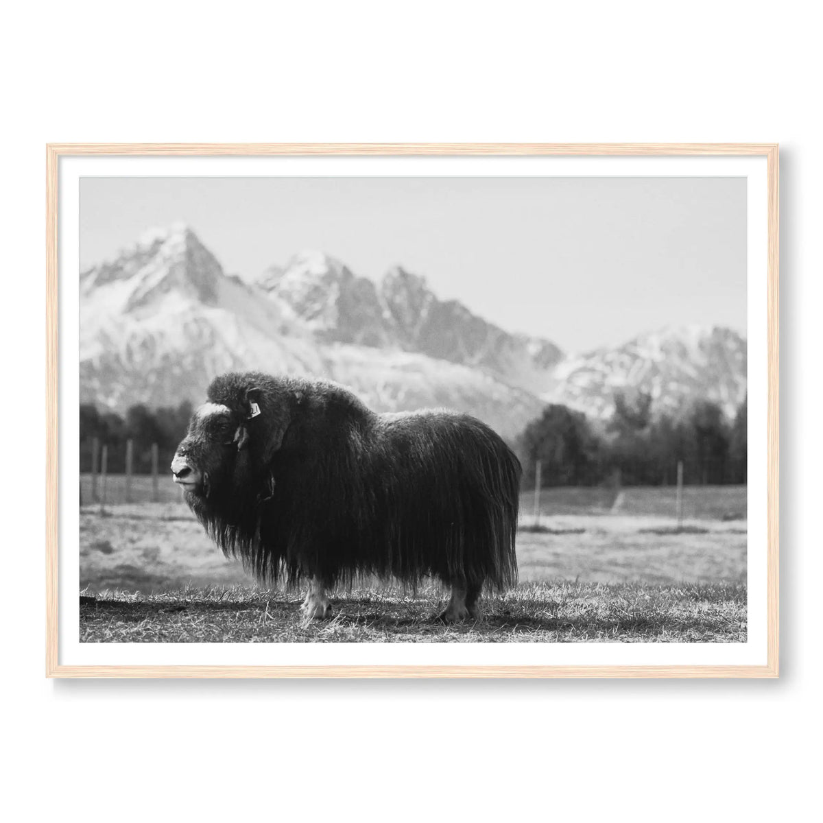 Buffalo Bill