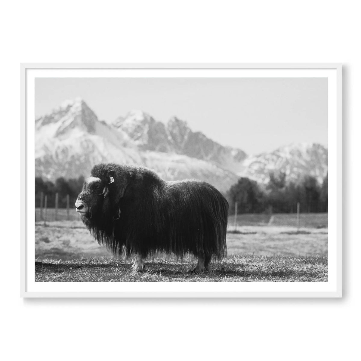 Buffalo Bill