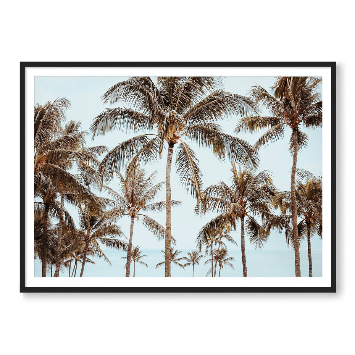 Hawaiian Palms