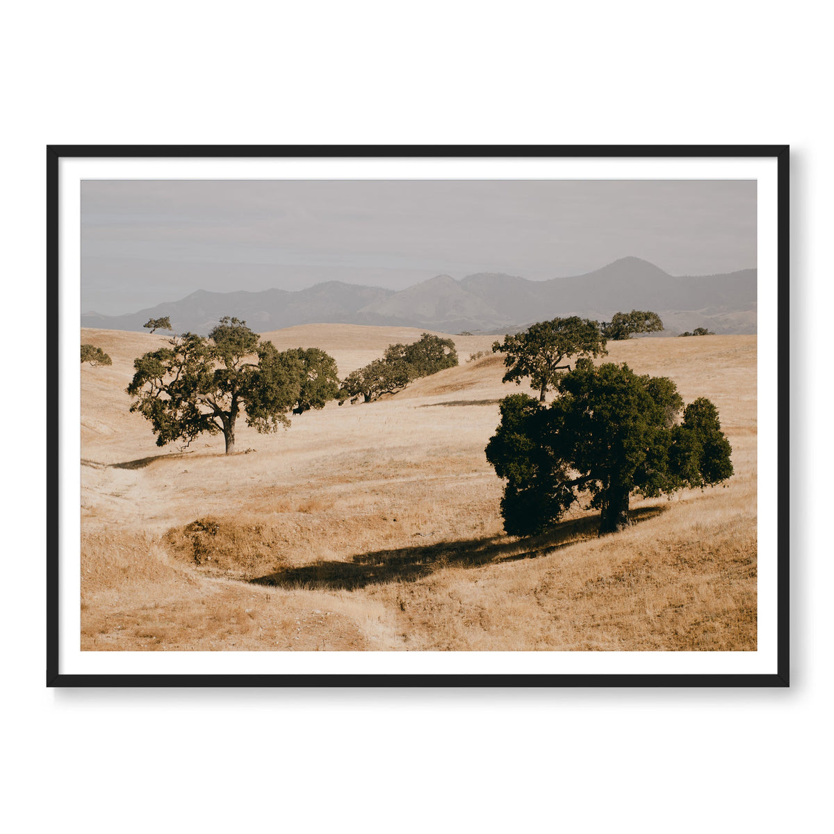 SANTA YNEZ