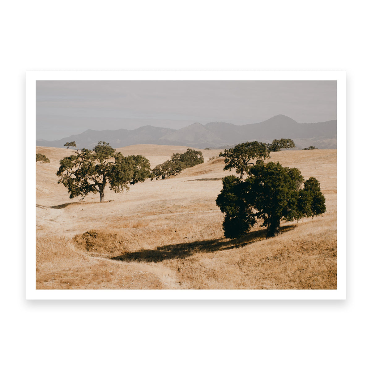 SANTA YNEZ