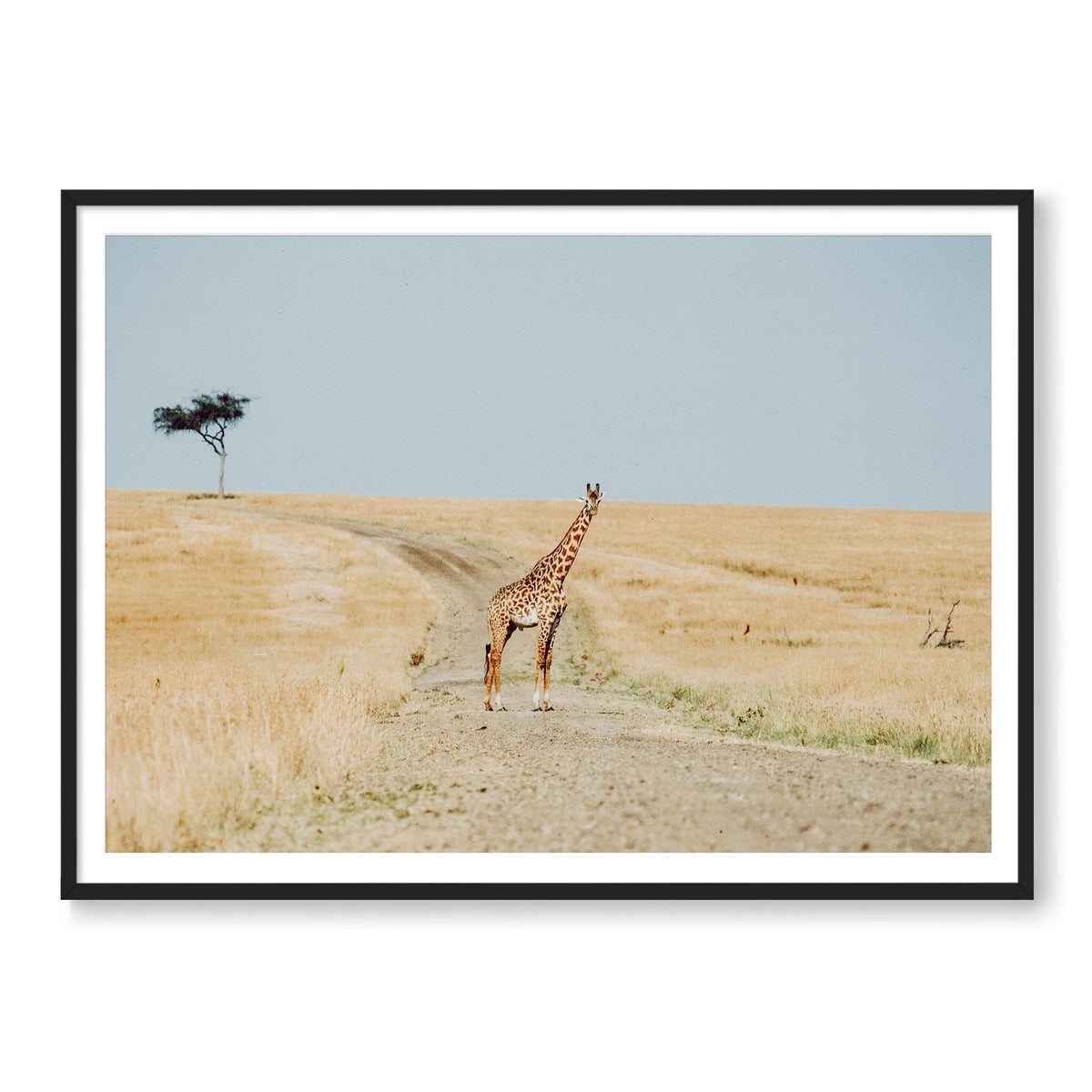 Why Did The Giraffe Cross The Road