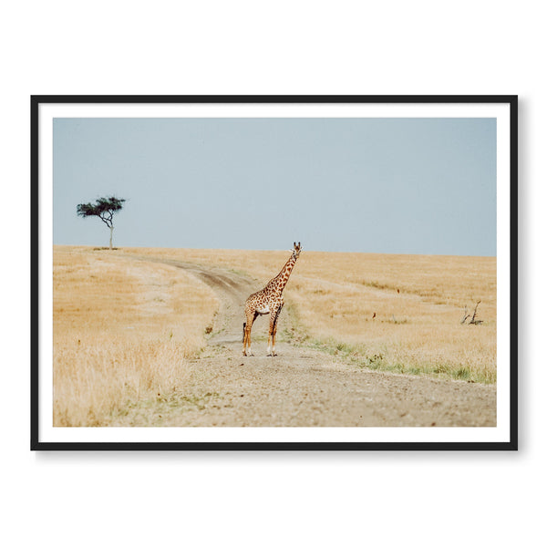 Why Did The Giraffe Cross The Road